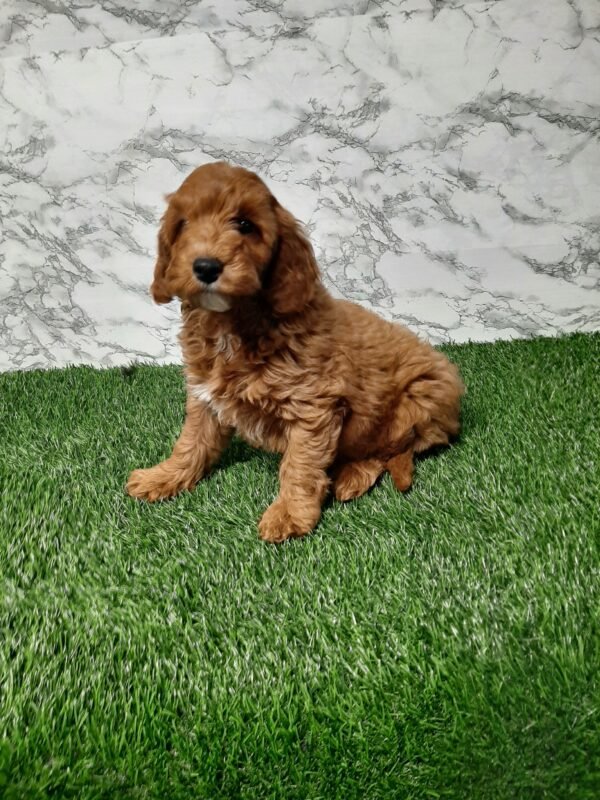 Daxton