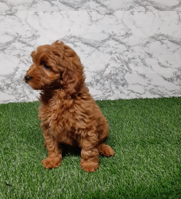 Darcy - Image 2