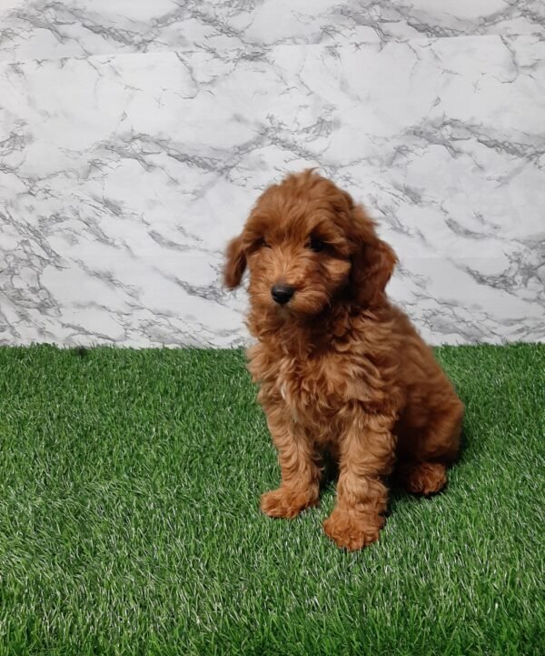 Darcy