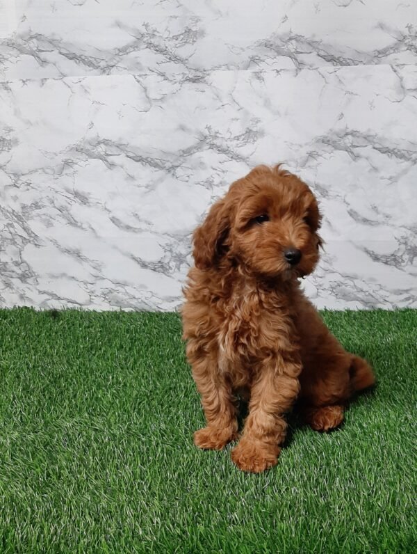Darcy - Image 4