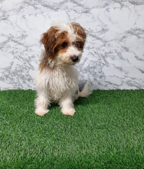 Bella - Image 2