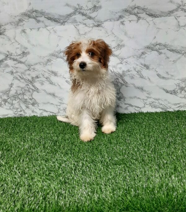 Bella