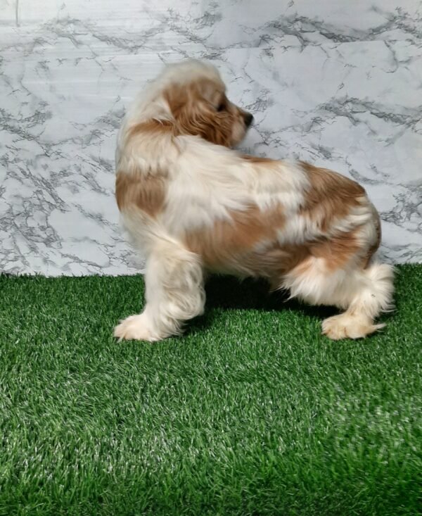 Charlie - Image 4