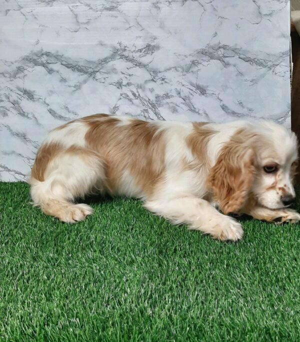 Charlie - Image 3