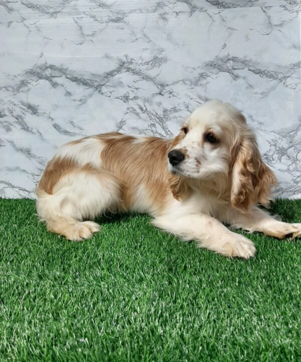 Charlie