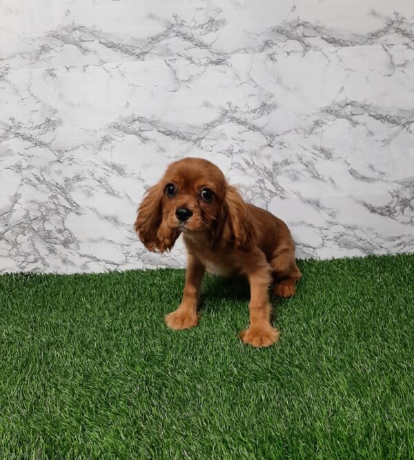 Daisy