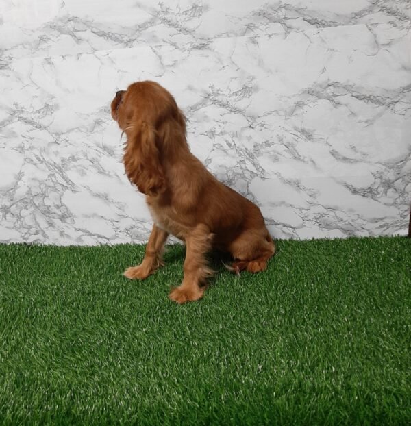 Daisy - Image 4