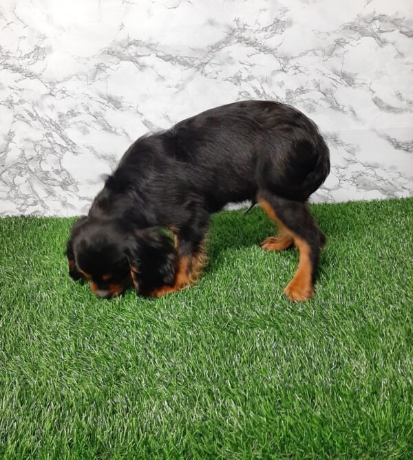 Milo - Image 2
