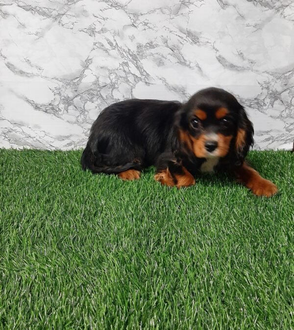 Milo - Image 5