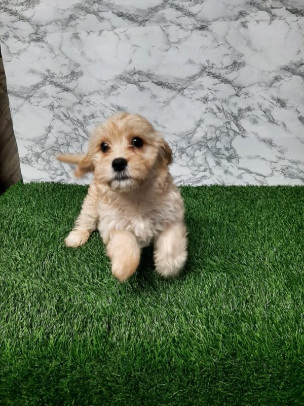 Oakley