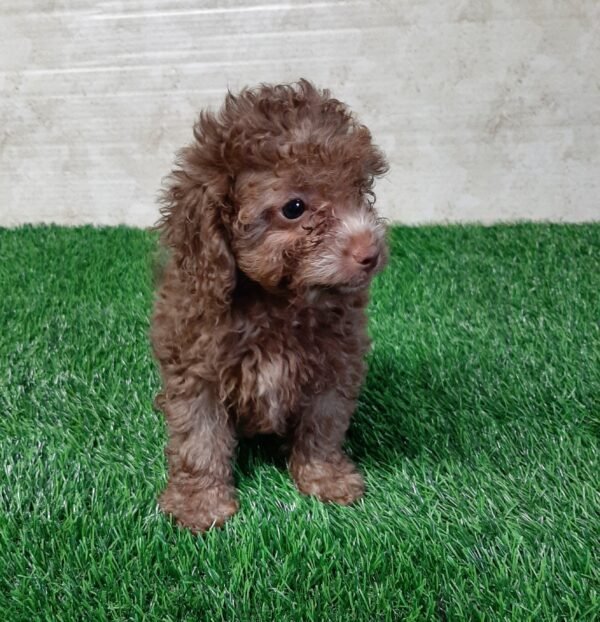 Bailey - Image 4