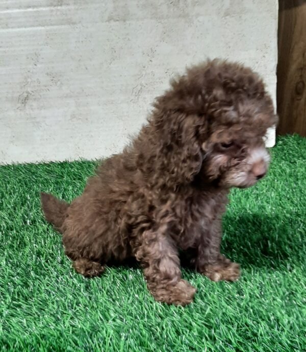 Bailey - Image 5