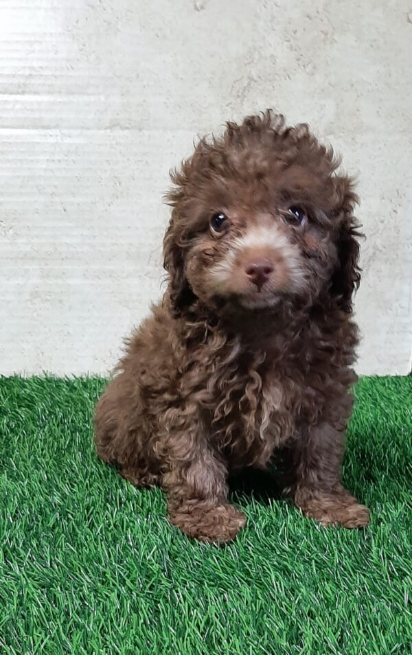 Bailey - Image 3