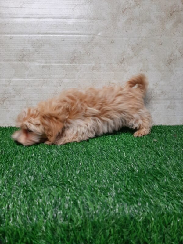 Rocky - Image 5