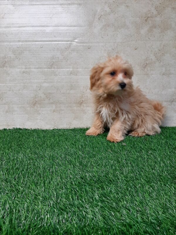 Rocky - Image 4