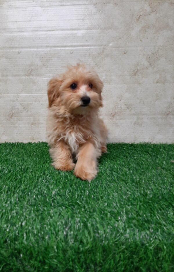 Rocky - Image 2