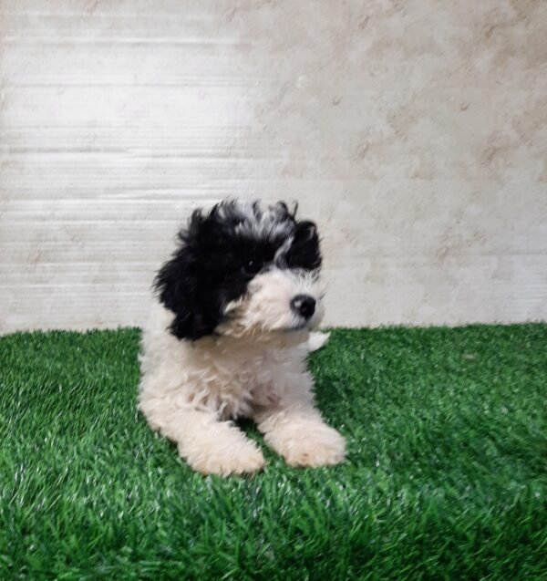 Lola - Image 2