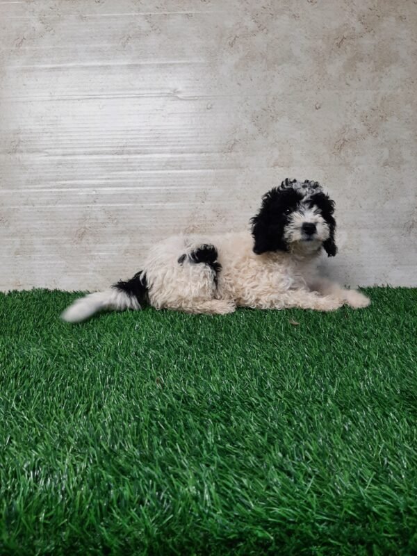 Teddy