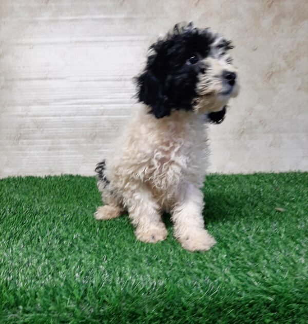 Teddy - Image 3
