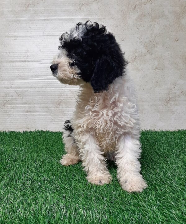 Teddy - Image 4