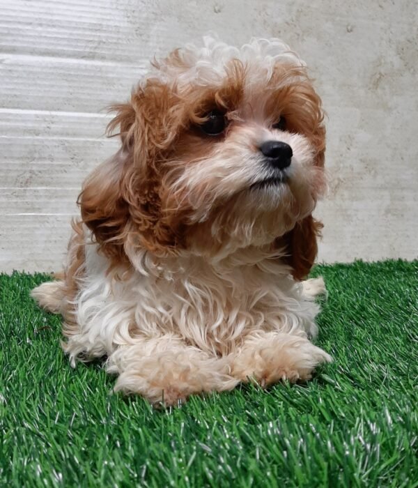 Sadie - Image 2