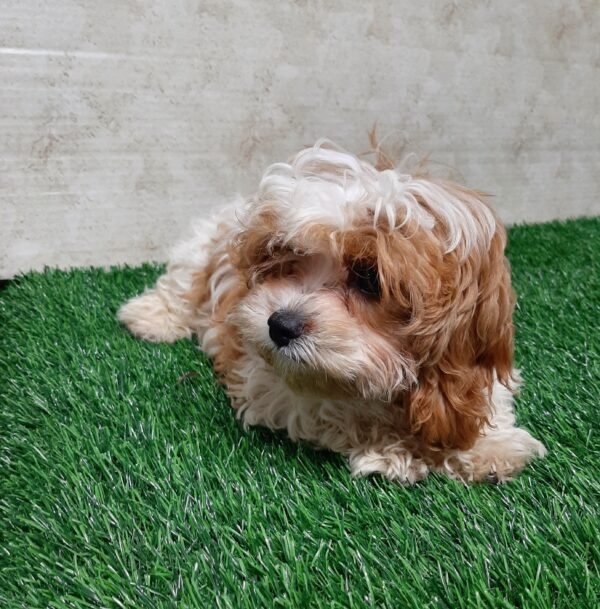 Sadie - Image 5