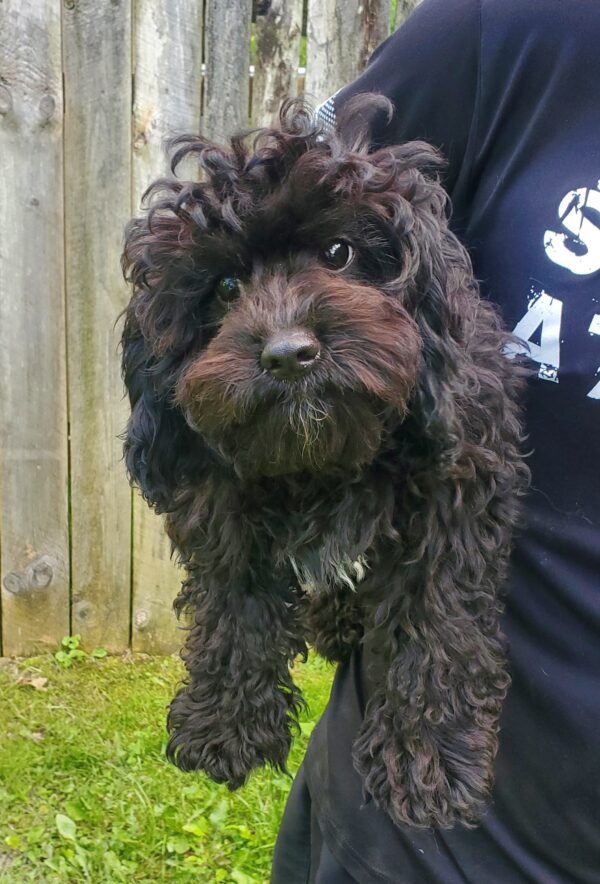 Cooper