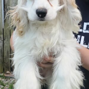 Coco