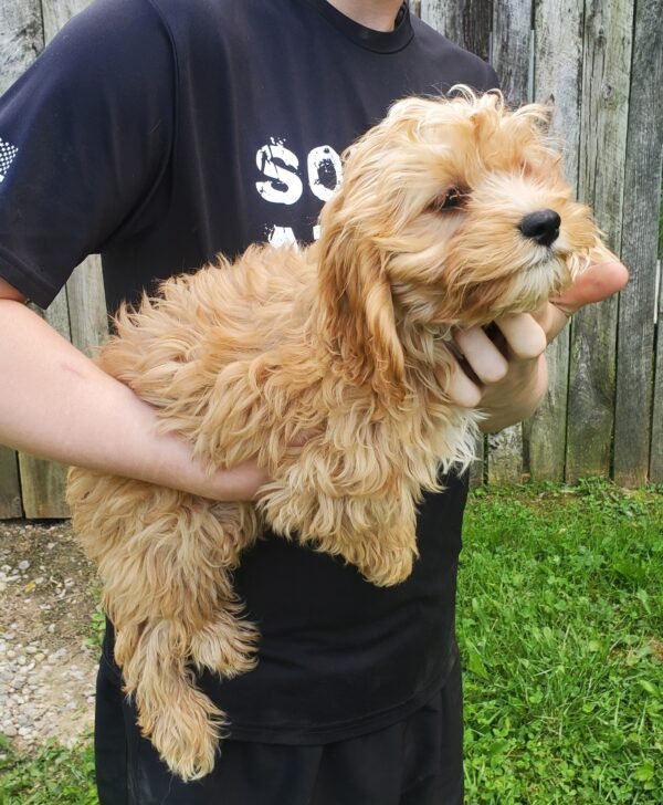 Buddy - Image 4