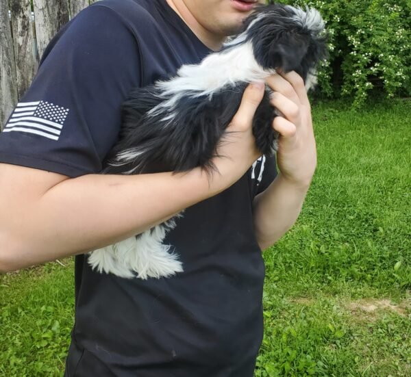 Piper - Image 5