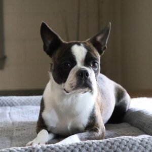 Boston terrier