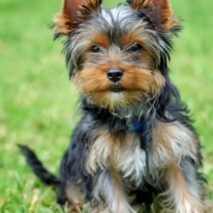 Yorkie