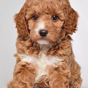 Goldendoodle