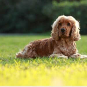 Cocker spaniel