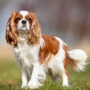 Cavalier King Charles Spaniel
