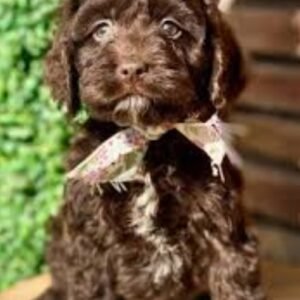 Cockapoo
