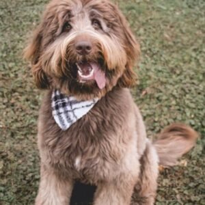 Newfipoo