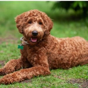 Labradoodle