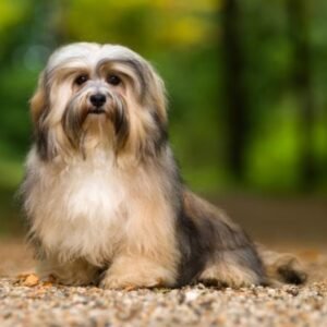 Havanese