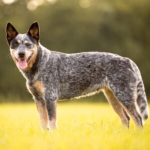 Blue Heiler