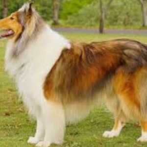 Collie