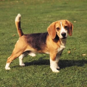 Beagle