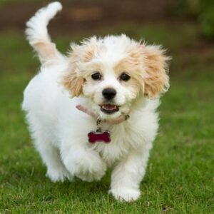 Cavachon