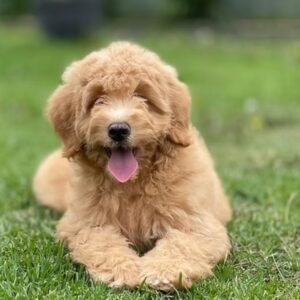 Aussiedoodle