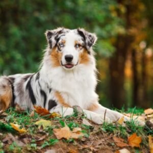 Aussie
