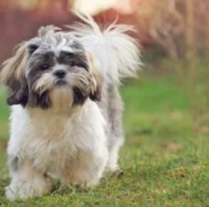 Shihtzu