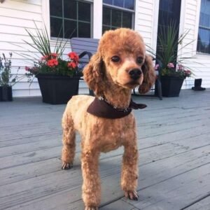 Poodle