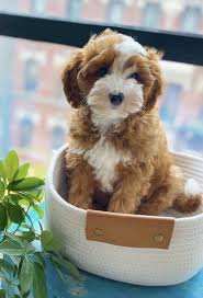 cavapoo