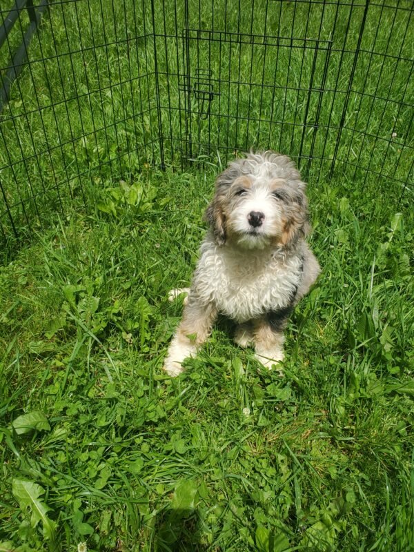 Theodore