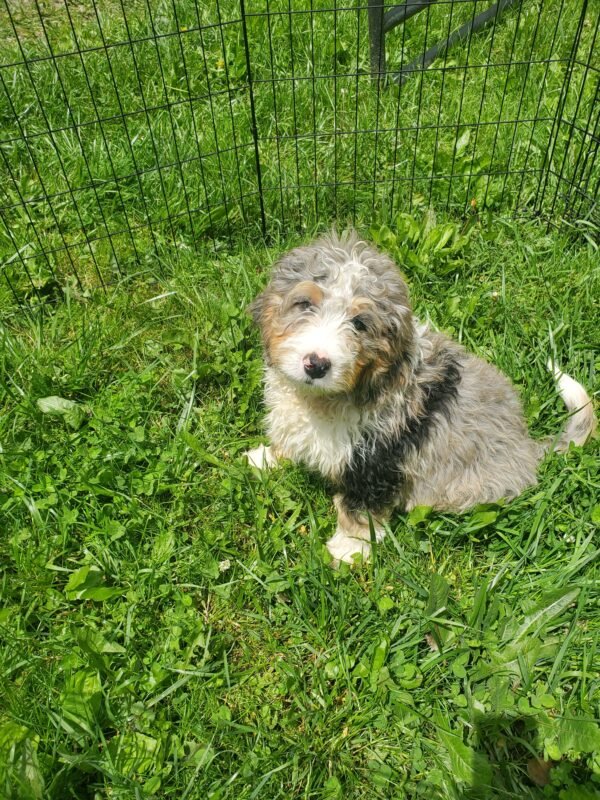 Theodore - Image 2